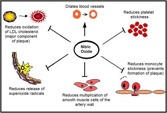Nitric oxide function in the skin - ScienceDirect.com