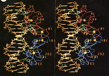 Homodimer steroid receptor